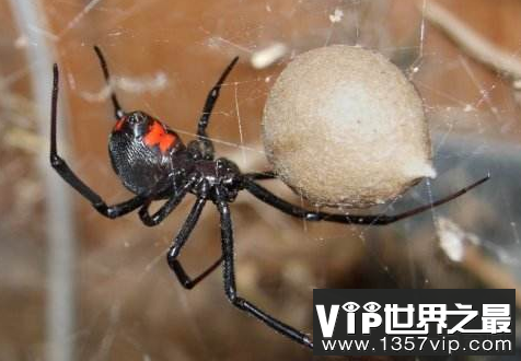 世界上最吓人的毒蜘蛛