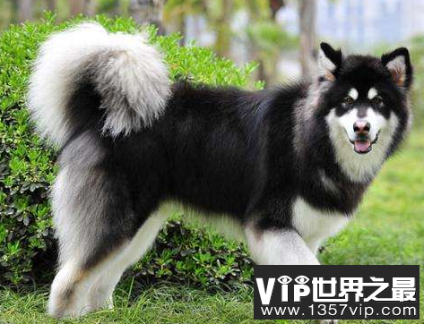 雪橇三傻都有谁？为什么叫雪橇三傻？