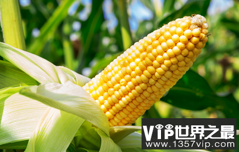世界上生产最多玉米的国家年产量可达10.75亿吨