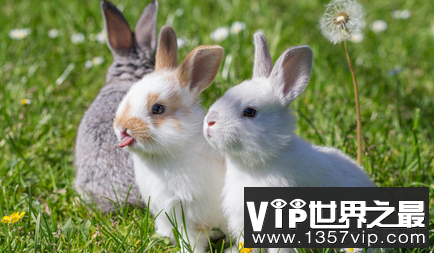 世界上最长毛的兔子的平均长度约为10厘米