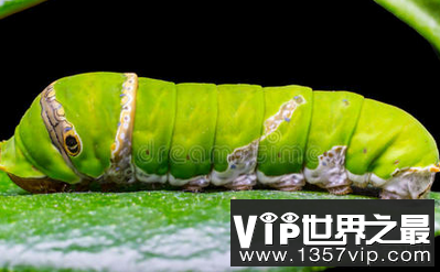 世界上最长的昆虫长62.4cm