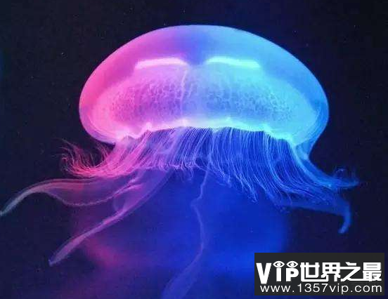 水母是怎样繁殖的？是无性繁殖吗？