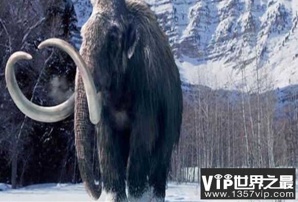 最大的猛犸象是什么象?