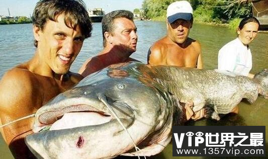 世界上最大的淡水鱼，坦克鸭嘴巨型鲶鱼