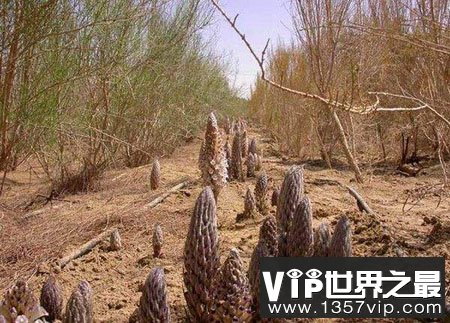 “沙漠人参”是什么