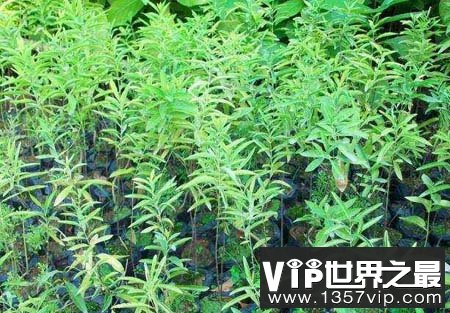 檀香树：最具贵族气派的树