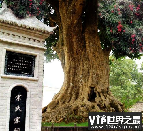 最老的荔枝树 树龄1200年