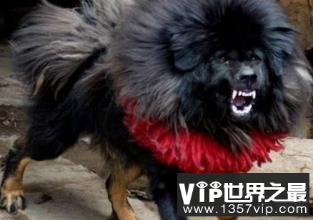世界上最凶猛的狗，藏獒为什么称为神犬？