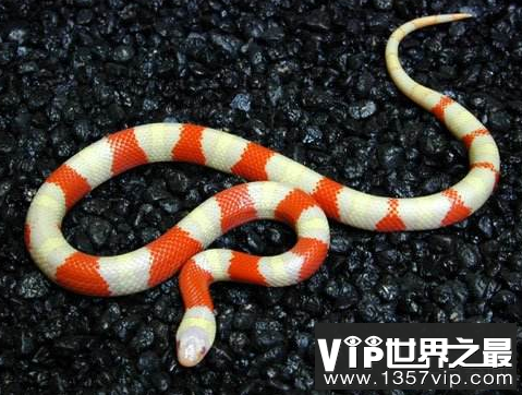 珊瑚蛇和牛奶蛇的区别