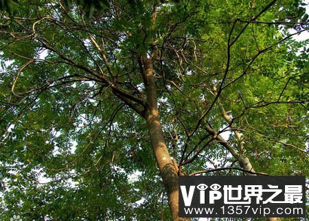 梓柯树—不怕被火烧的植物