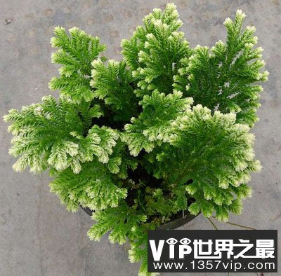 还魂草是什么草 还魂草真的存在吗