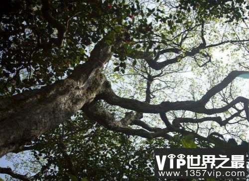 世界上最孤独的树：普陀鹅耳枥