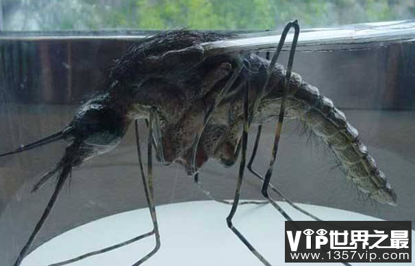 世界上最大的蚊子：金腹巨蚊，40多人因它丧生