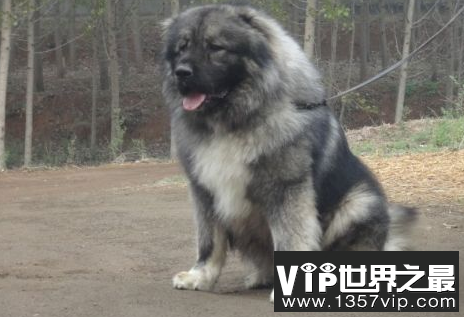 世界上最大的高加索犬，还能当马骑