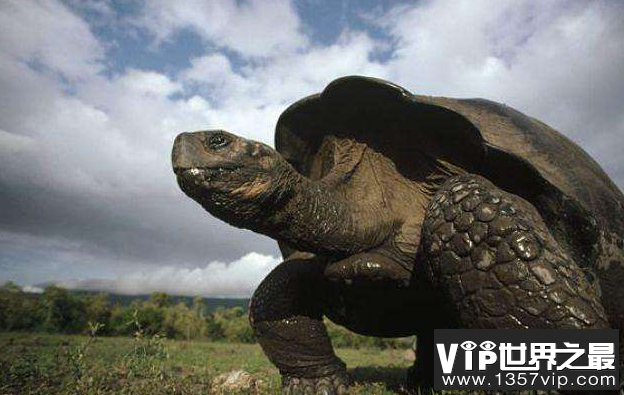 世界上最大的乌龟：加拉帕戈斯象龟