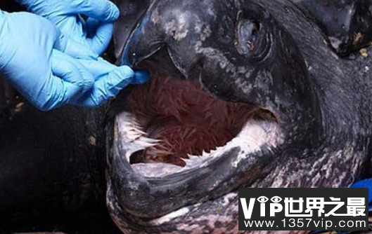 世界上最恐怖的乌龟 棱皮海龟大口内“荆棘”丛生