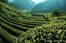 “顾渚紫笋”被历代文人誉为茶中极品,是中国贡茶之最