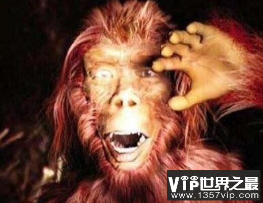 探索神农架野人之谜，野人其实是猿猴或棕熊