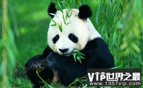 历史上大熊猫之迷，熊猫真名解析