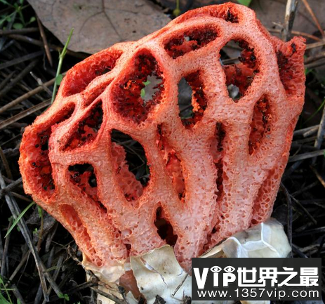 红笼头菌形态及药用价值