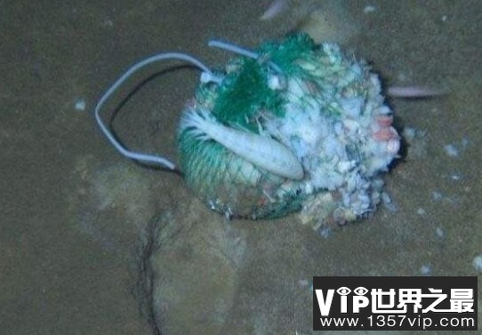 蛟龙号发现的恐怖生物，未知物种吓疯潜水员