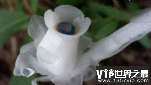 冥界,之花,传说,起死回生,冥界四花