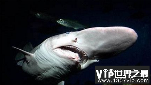 长相怪异的鲨鱼:哥布林鲨
