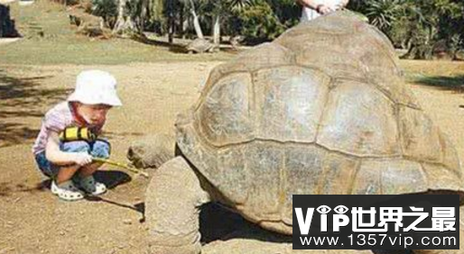 世界最大的陆龟亚达伯拉象龟