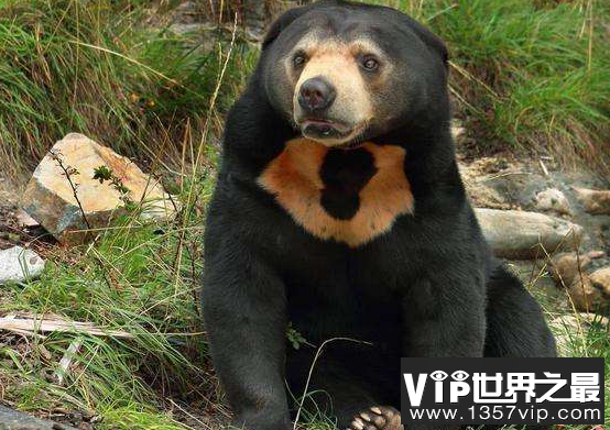 世界上体型最小的熊，最大只有150厘米