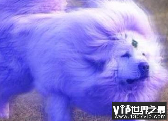 世界上有没有海蓝兽？藏地密码中的海蓝兽真的存在吗？