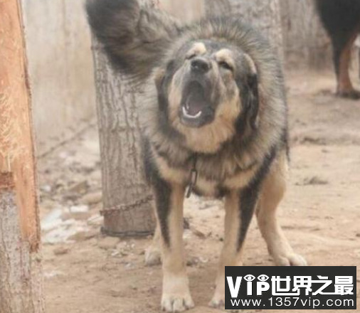 青狼才是藏獒之王，十犬一獒、十獒一青