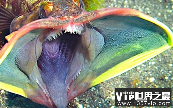 世界上奇怪的鱼类 世界十大恐怖怪鱼