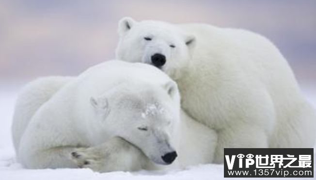 北极生活着哪些动物，生活在北极的12种动物