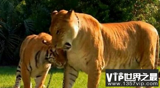 体型最大的猫科动物，体型是狮子老虎的两倍