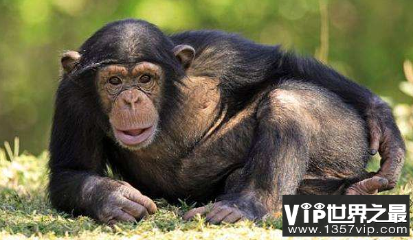 黑猩猩的智力相当于人的几岁？