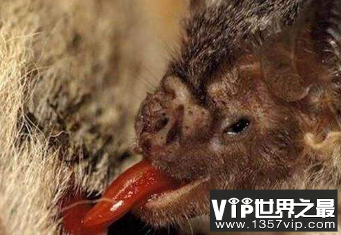 世界上最恐怖的吸血蝙蝠，每天要吸18g血