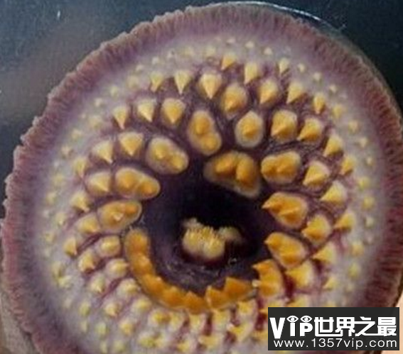 吸血怪兽八目，鳗满嘴环形尖牙的动物