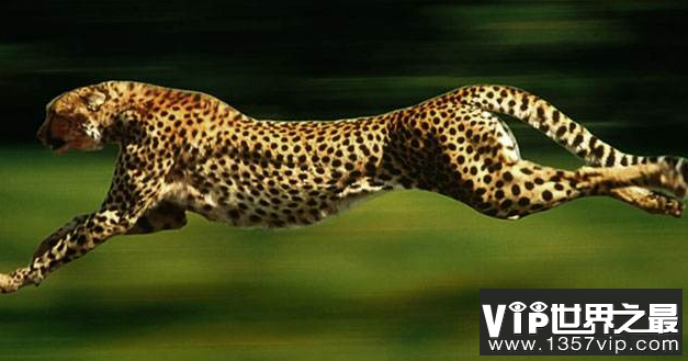 世界上反应最快的动物，猎豹可达110KM/h