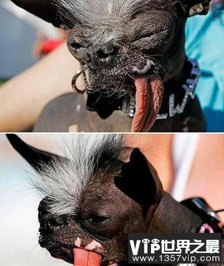 世界上最丑的狗排行榜，个个犹如丧尸