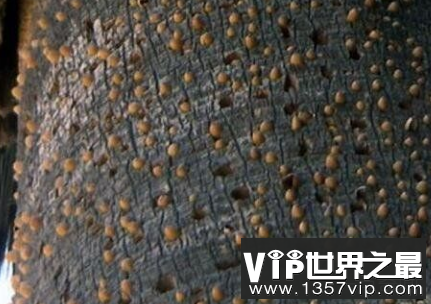 引发密集恐惧症的树，竟然是一种鸟造成的