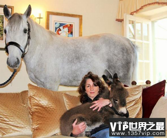 世界上最贵的驴，一只10万美金