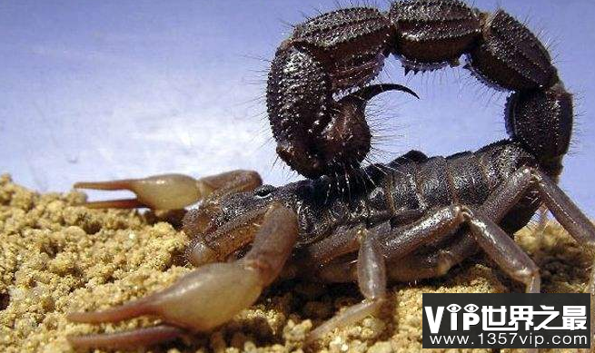 最毒的蝎子 世界上最毒的七种蝎子