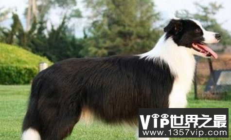 最聪明的狗:边境牧羊犬到底有多聪明？