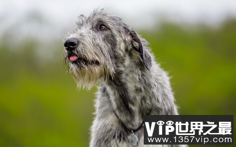 巨大的爱尔兰猎犬尾巴长76.8cm，创造了吉尼斯世界纪录