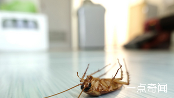 世界上最有价值的蟑螂具有很高的营养价值