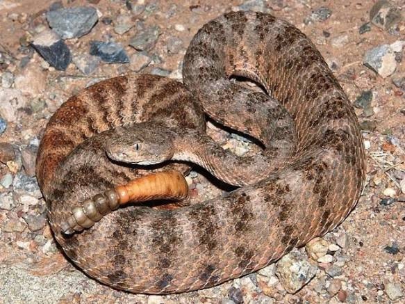 虎斑响尾蛇　Tiger Rattlesnake