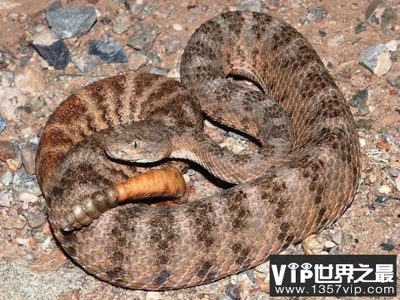 虎斑响尾蛇　Tiger Rattlesnake