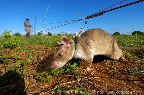 APOPO训练非洲巨型老鼠嗅出地雷和炸弹