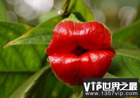 世界上最奇葩的植物