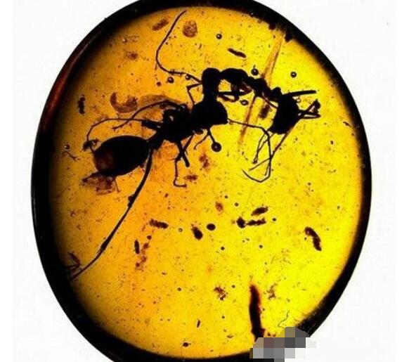 会飞的巨型蚂蚁携带致命病毒，是外星人派来毁灭地球的
